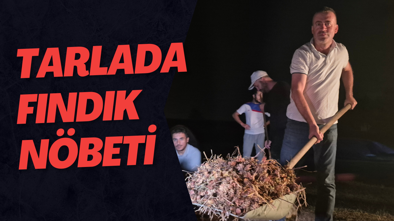 Tarlada Fındık Nöbeti
