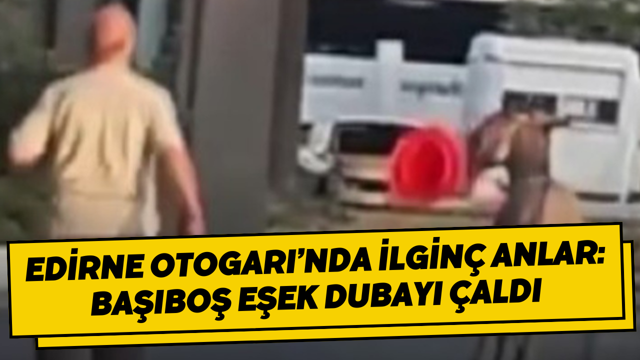 Edirne Otogarı’nda ilginç anlar: Başıboş eşek dubayı çaldı