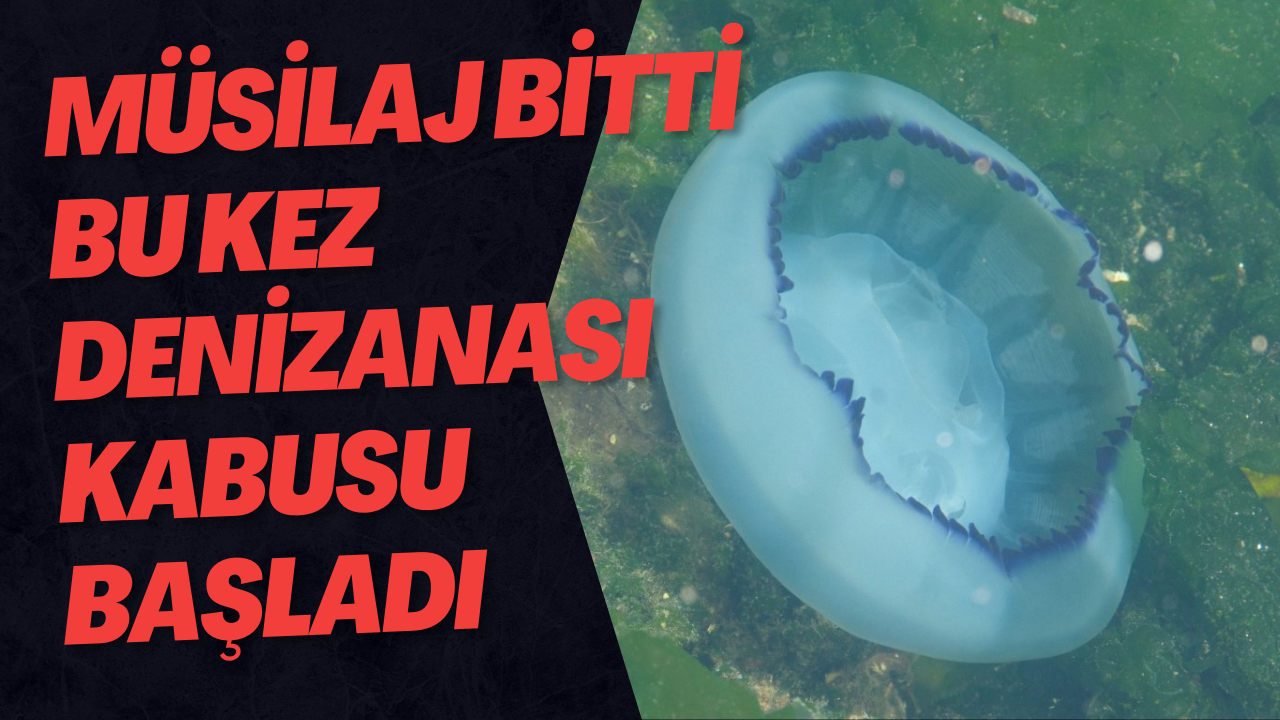 Müsilaj bitti bu kez denizanası kabusu başladı