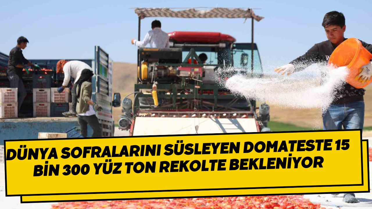 Dünya sofralarını süsleyen domateste 15 bin 300 yüz ton rekolte bekleniyor