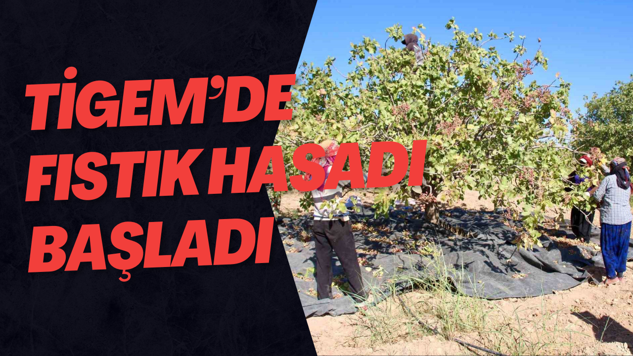 TİGEM’de fıstık hasadı başladı