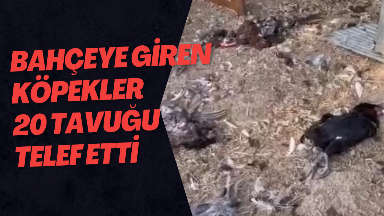 Bahçeye Giren Köpekler 20 Tavuğu Telef Etti