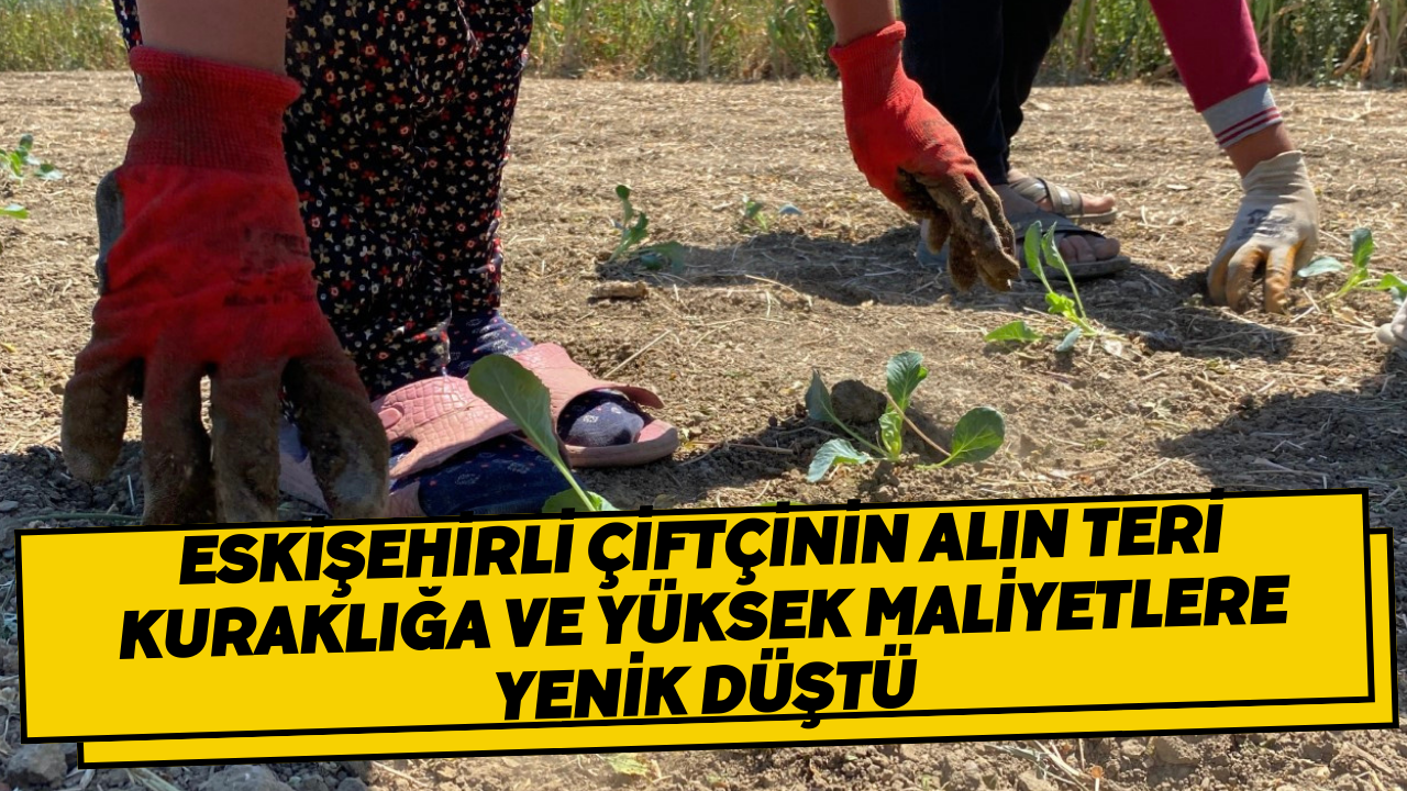 Eskişehirli çiftçinin alın teri kuraklığa ve yüksek maliyetlere yenik düştü
