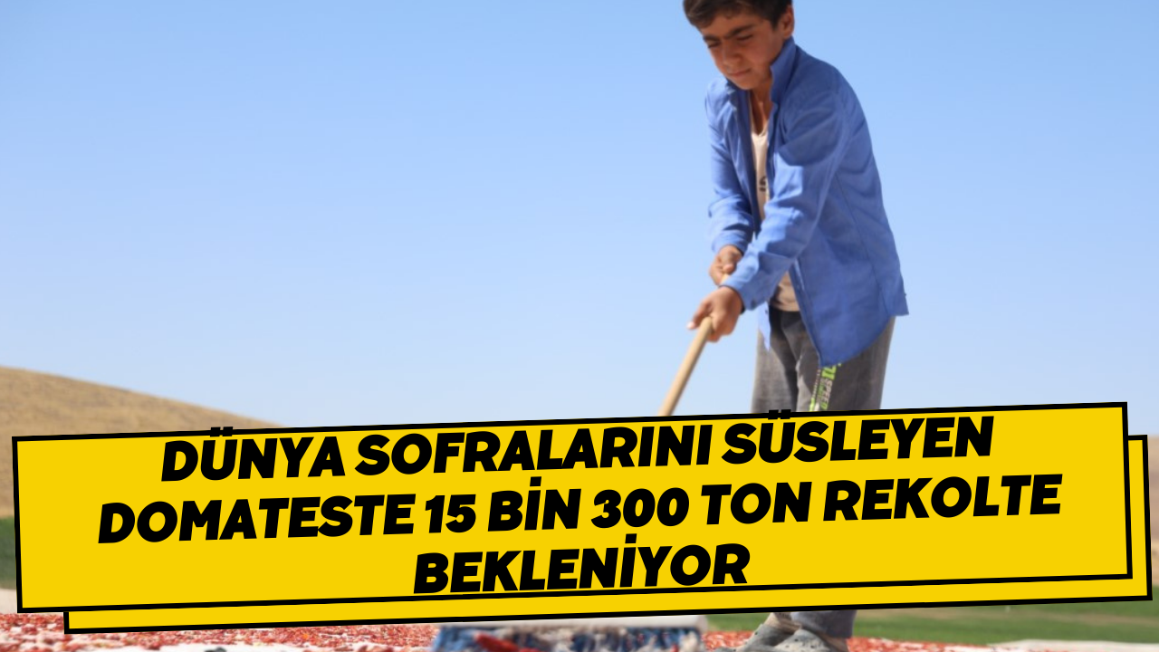 Dünya sofralarını süsleyen domateste 15 bin 300 ton rekolte bekleniyor