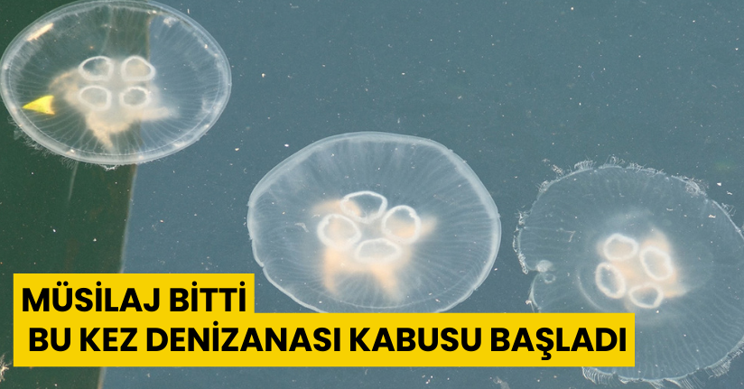 Müsilaj bitti bu kez denizanası kabusu başladı