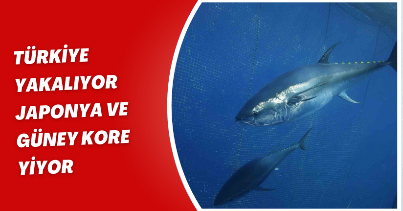 Türkiye yakalıyor, Japonya ve Güney Kore yiyor
