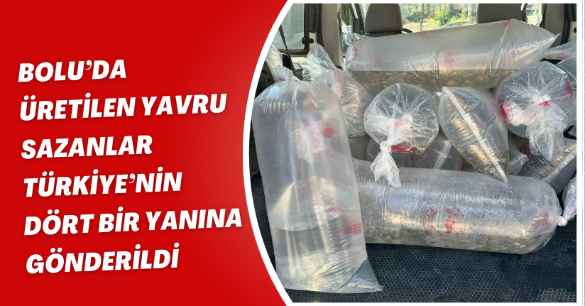 Bolu’da üretilen yavru sazanlar Türkiye’nin dört bir yanına gönderildi