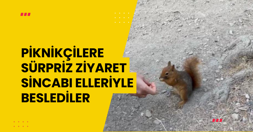 Piknikçilere sürpriz ziyaret: Sincabı elleriyle beslediler