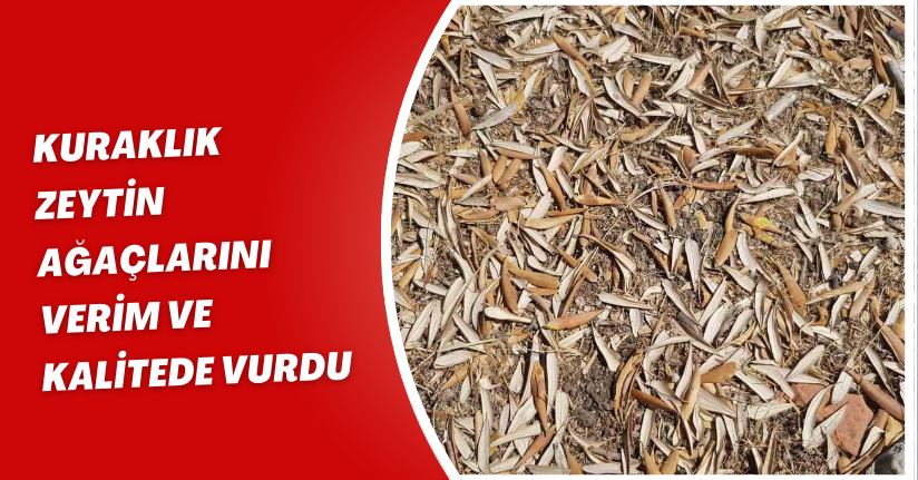 Kuraklık zeytin ağaçlarını verim ve kalitede vurdu