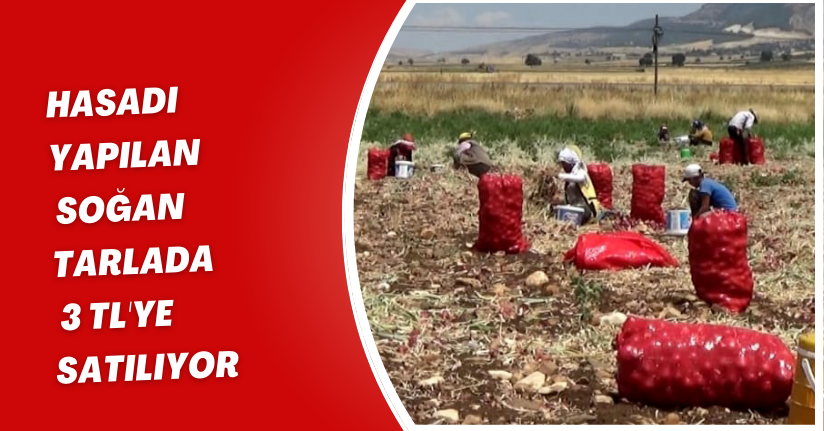 Hasadı yapılan soğan tarlada 3 TL'ye satılıyor