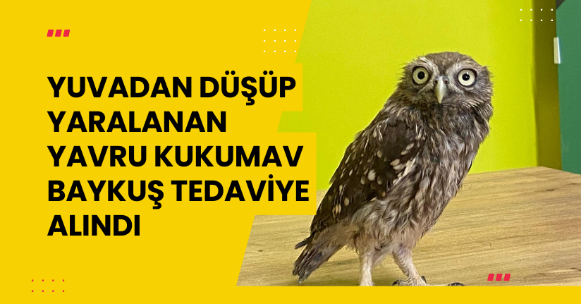 Yuvadan düşüp yaralanan yavru kukumav baykuş tedaviye alındı