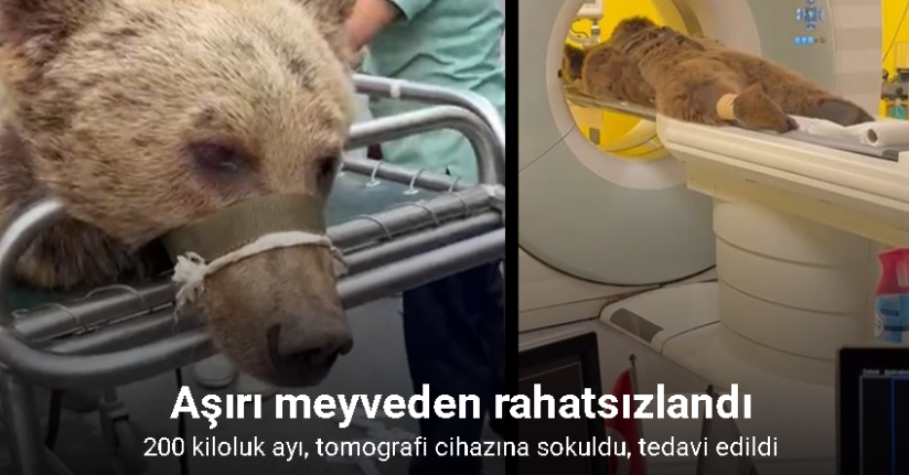 İstanbul’da aşırı meyveden rahatsızlanan 200 kiloluk ayı, tomografi cihazına sokuldu, tedavi edildi