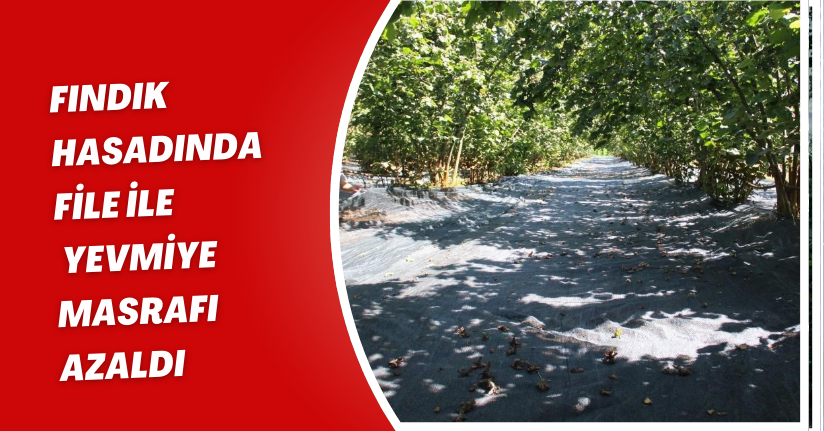 Fındık hasadında file ile yevmiye masrafı azaldı