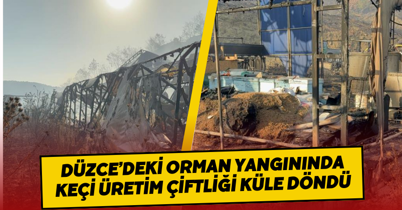 Düzce’deki orman yangınında keçi üretim çiftliği küle döndü