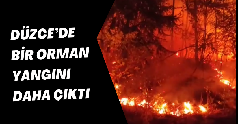 Düzce’de bir orman yangını daha çıktı