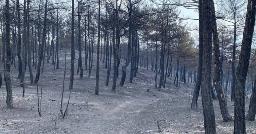 Kastamonu’daki orman yangınlarında 2 bin 736 hektar alan zarar gördü