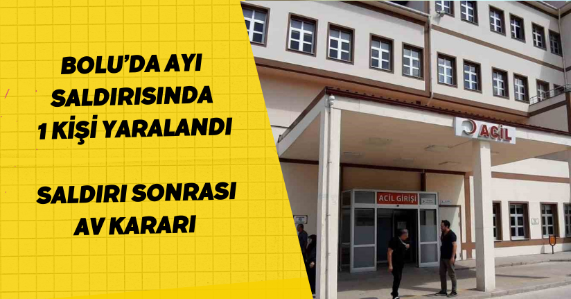 Bolu’da ayı saldırısında 1 kişi yaralandı: Saldırı sonrası av kararı