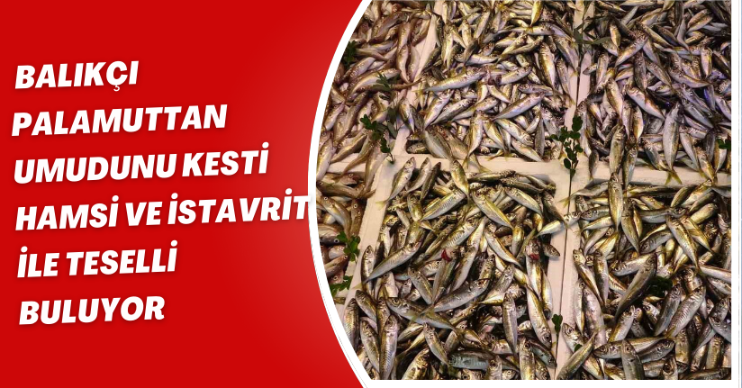 Balıkçı palamuttan umudunu kesti, hamsi ve istavrit ile teselli buluyor