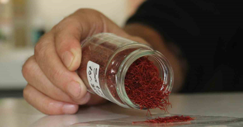 Kilosu 250 bin liradan satılan safranın mısır püskülünden sahtesini yaptılar