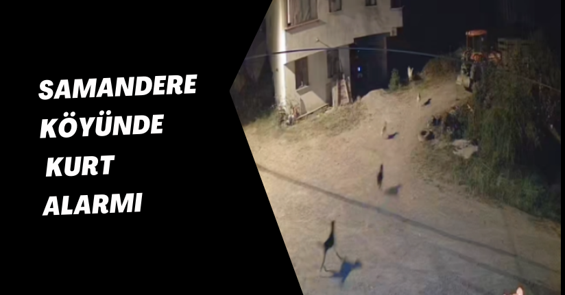 Köpekler Meydana İnen Kurtları Püskürttü