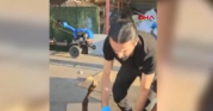 Ölü koyunun karnında uyuşturucu sevkiyatı polise takıldı: 1 gözaltı