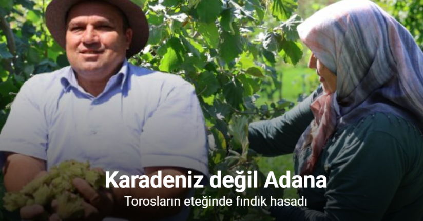 Karadeniz değil Adana: Torosların eteğinde fındık hasadı