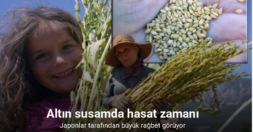 Japonlar’ın suşi susamı Gökova’dan