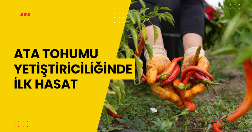 Ata tohumu yetiştiriciliğinde ilk hasat