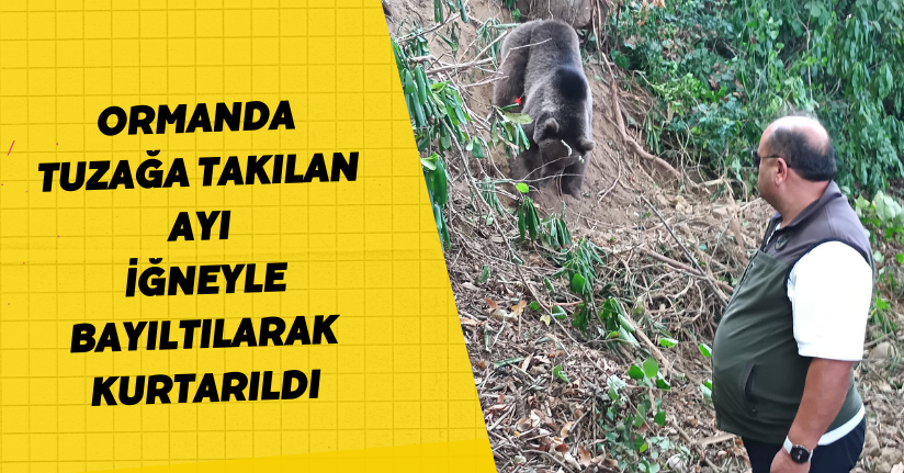 Ormanda tuzağa takılan ayı, iğneyle bayıltılarak kurtarıldı