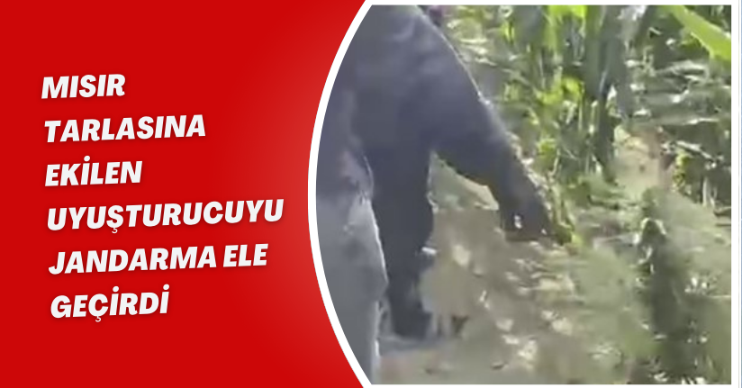 Mısır tarlasına ekilen uyuşturucuyu jandarma ele geçirdi: 1 tutuklama