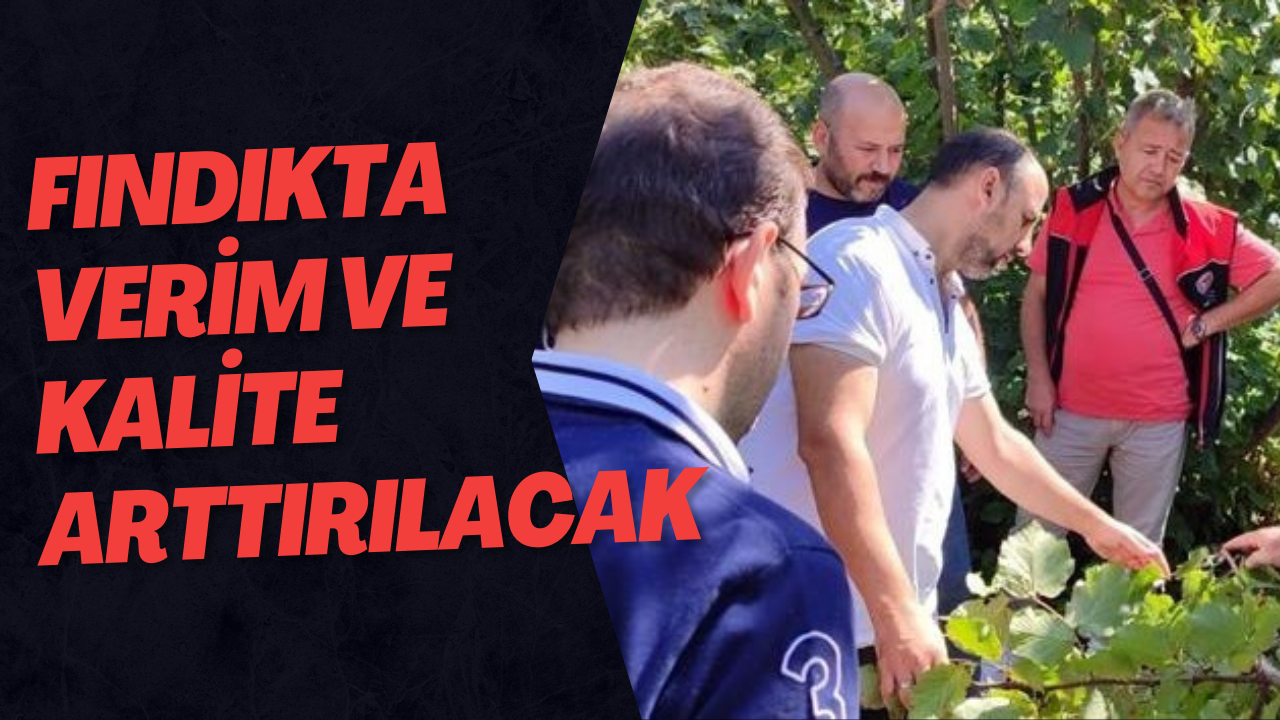 Fındıkta Verim Ve Kalite Arttırılacak