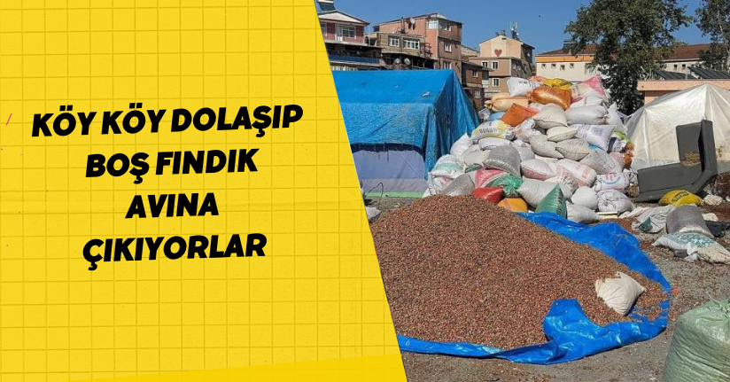 Köy köy dolaşıp boş fındık avına çıkıyorlar