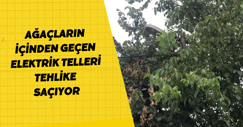 Ağaçların içinden geçen elektrik telleri tehlike saçıyor