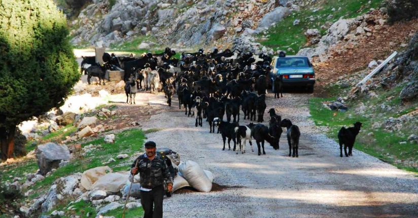 Antalya’da Yörüklerin 4 aydır kaldıkları yaylalardan dönüşleri başladı