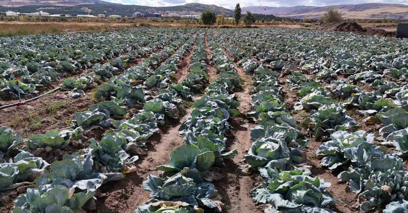 İklim değişikliği dev lahanaları vurdu, çiftçiler büyük hayal kırıklığına uğradı