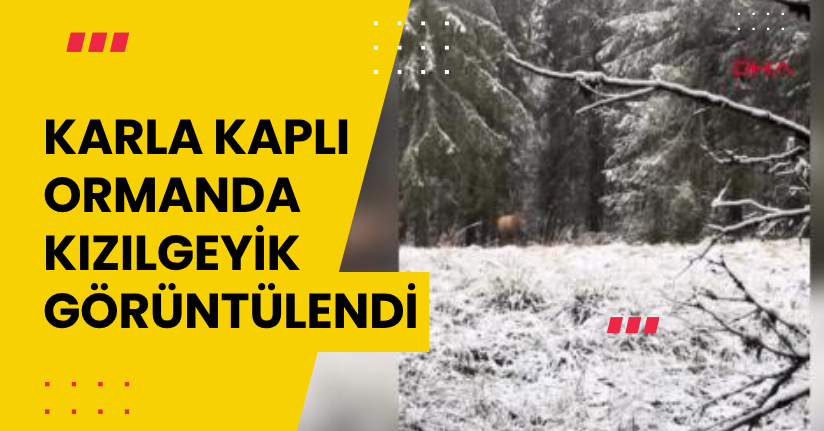 Karla kaplı ormanda kızılgeyik görüntülendi