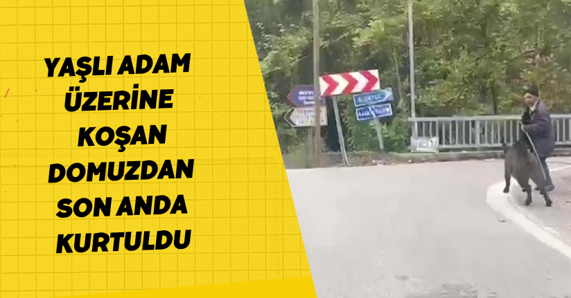Yaşlı adam, üzerine koşan domuzdan son anda kurtuldu