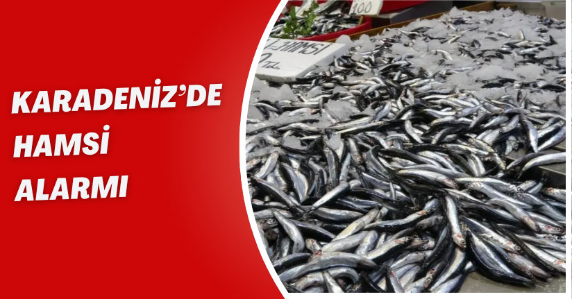 Karadeniz’de Hamsi Alarmı