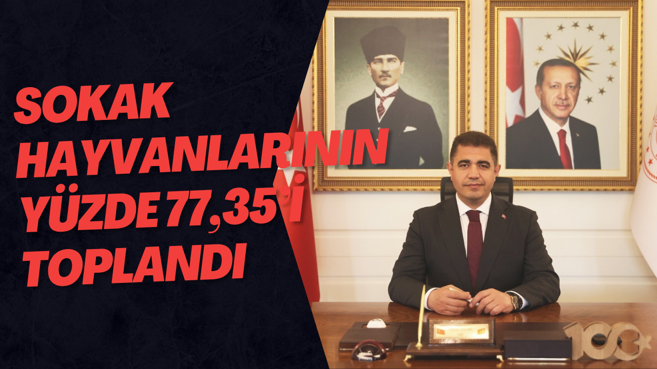Sokak Hayvanlarının Yüzde 77,35’i Toplandı