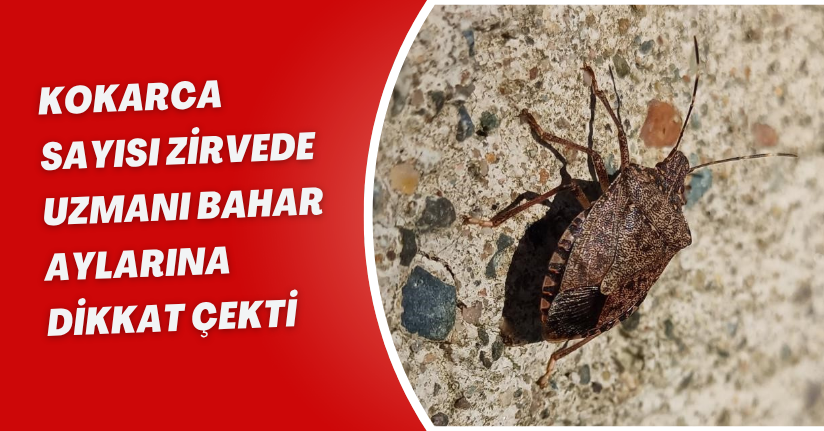 Kokarca sayısı zirvede: Uzmanı bahar aylarına dikkat çekti
