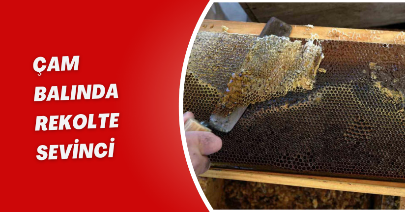 Çam balında rekolte sevinci