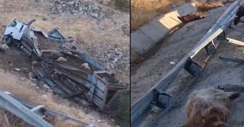 Bingöl’de hayvan taşıyan kamyon şarampole yuvarlandı: 2 yaralı, çok sayıda küçükbaş telef oldu