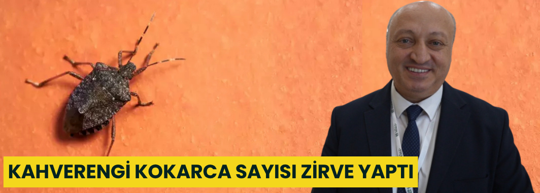 Kahverengi Kokarca Sayısı Zirve Yaptı
