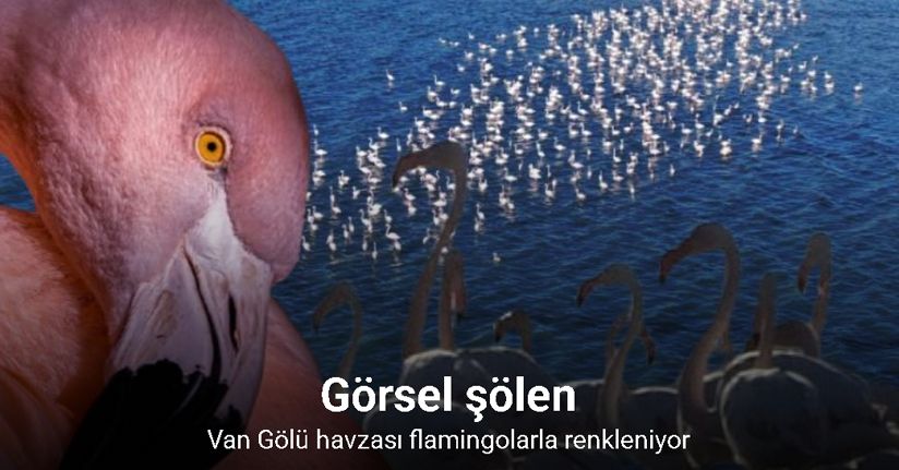 Van Gölü havzası flamingolarla renkleniyor