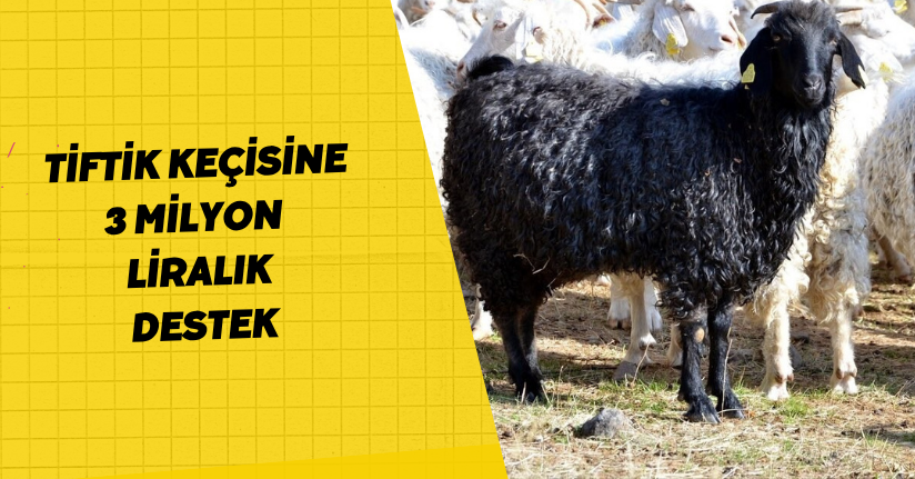 Bolu’da tiftik keçisine 3 milyon liralık destek