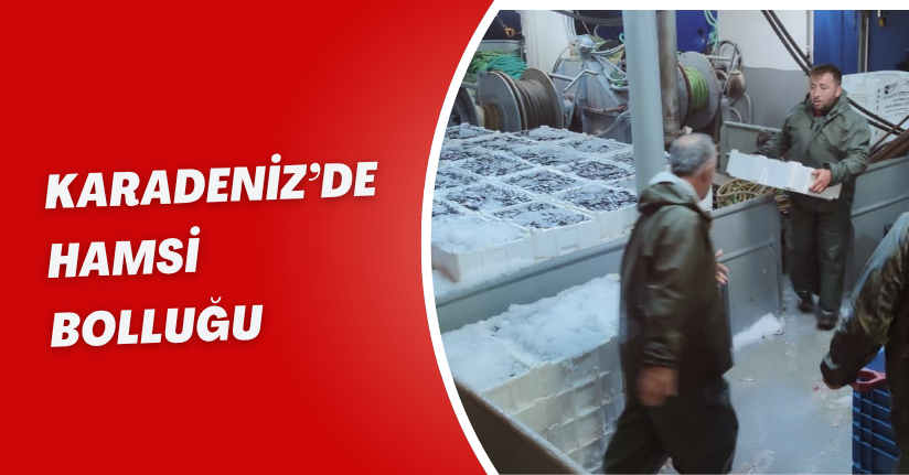 Karadeniz’de hamsi bolluğu