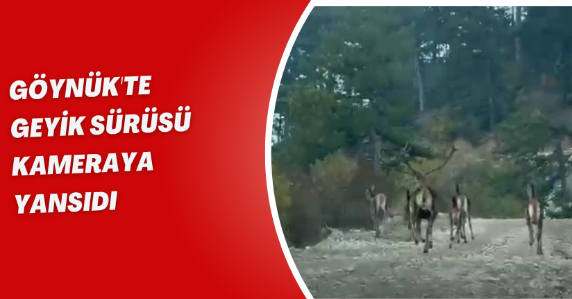 Göynük'te geyik sürüsü kameraya yansıdı