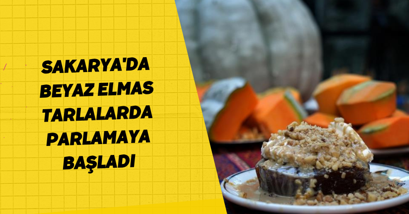 Sakarya'da ‘Beyaz Elmas' tarlalarda parlamaya başladı