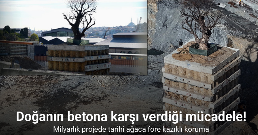 Milyarlık projede tarihi ağaca fore kazıklı koruma