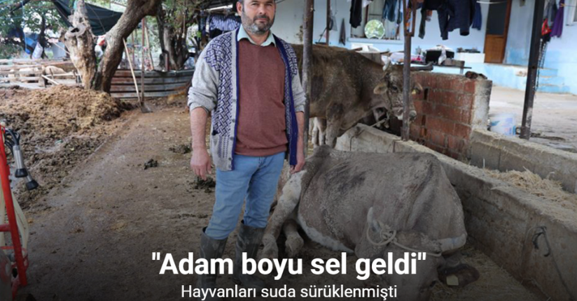 Hayvanları sele kapılan Aktaş: